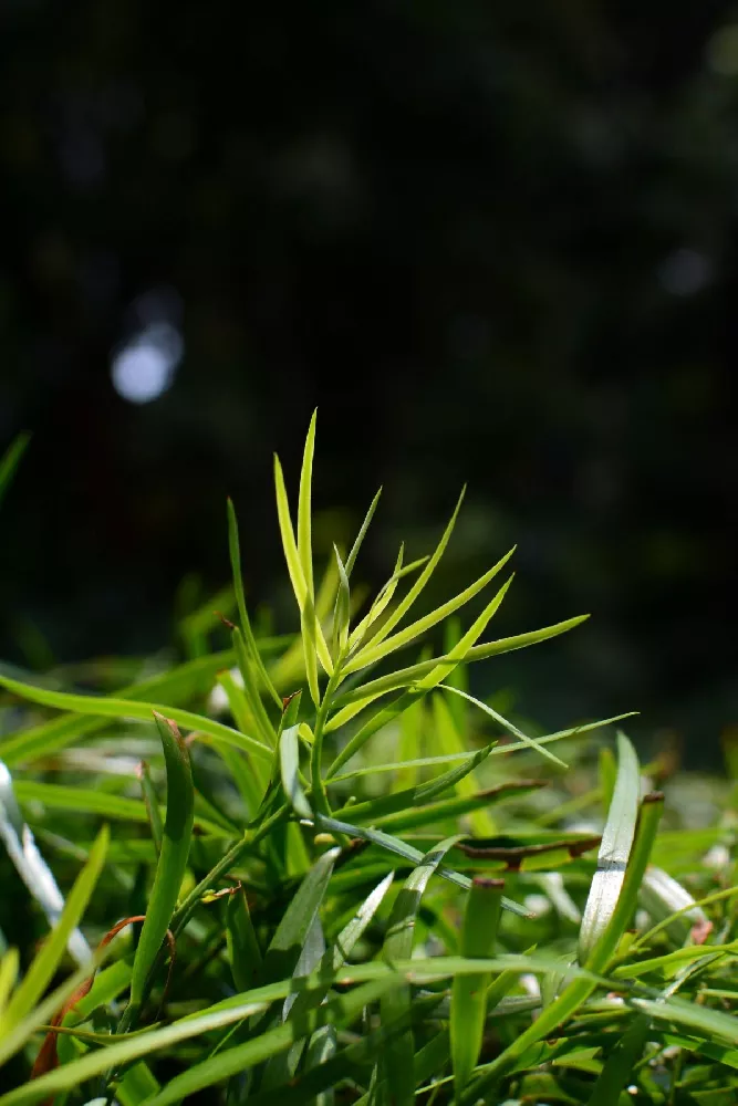 Fern Pine Columnar Tree