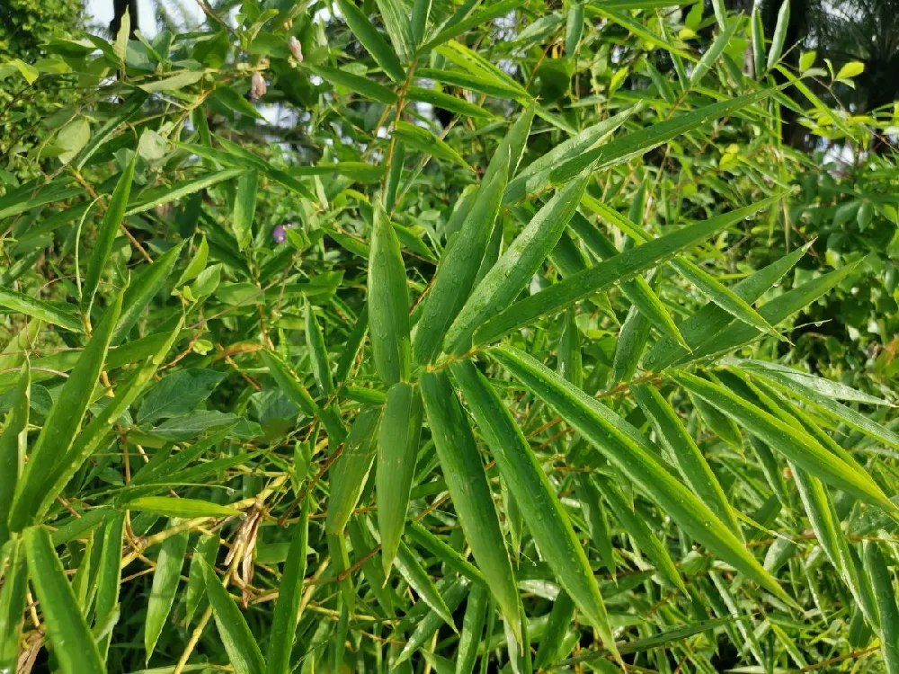 Fernleaf Bamboo