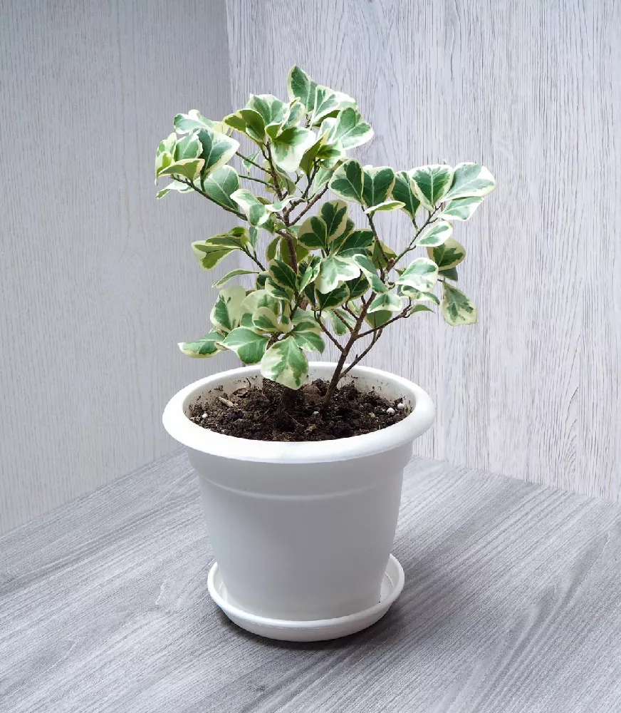 Ficus Triangularis 1