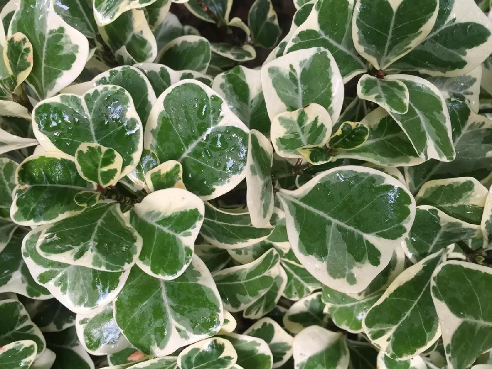 Ficus Triangularis close-up