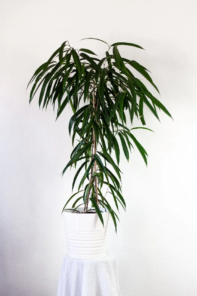 Ficus Alii Braid Plant