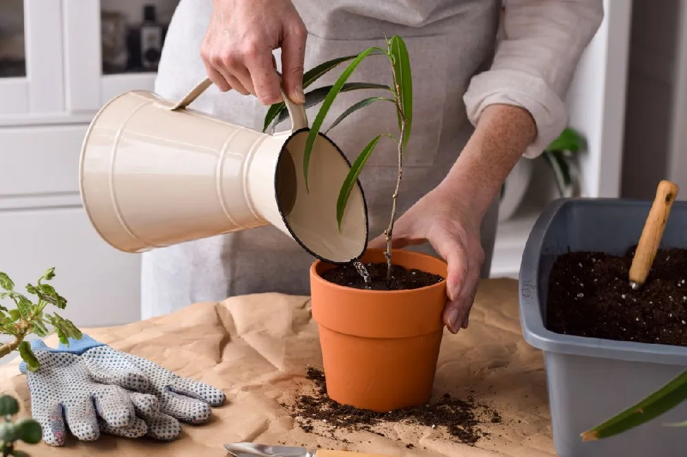 Ficus Alii Braid Plant