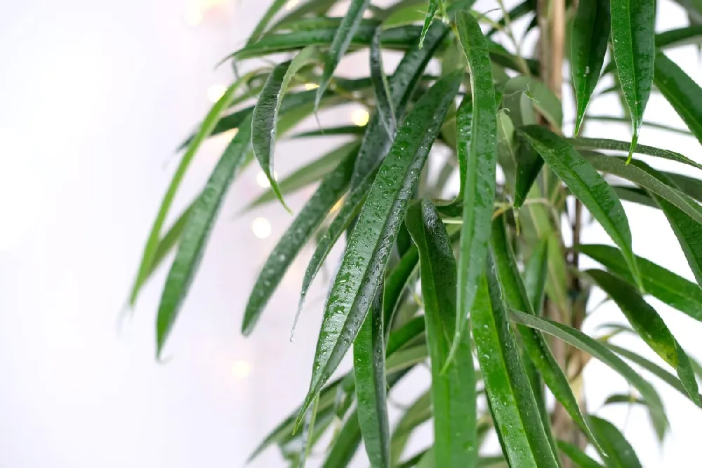 Ficus Alii Braid Plant