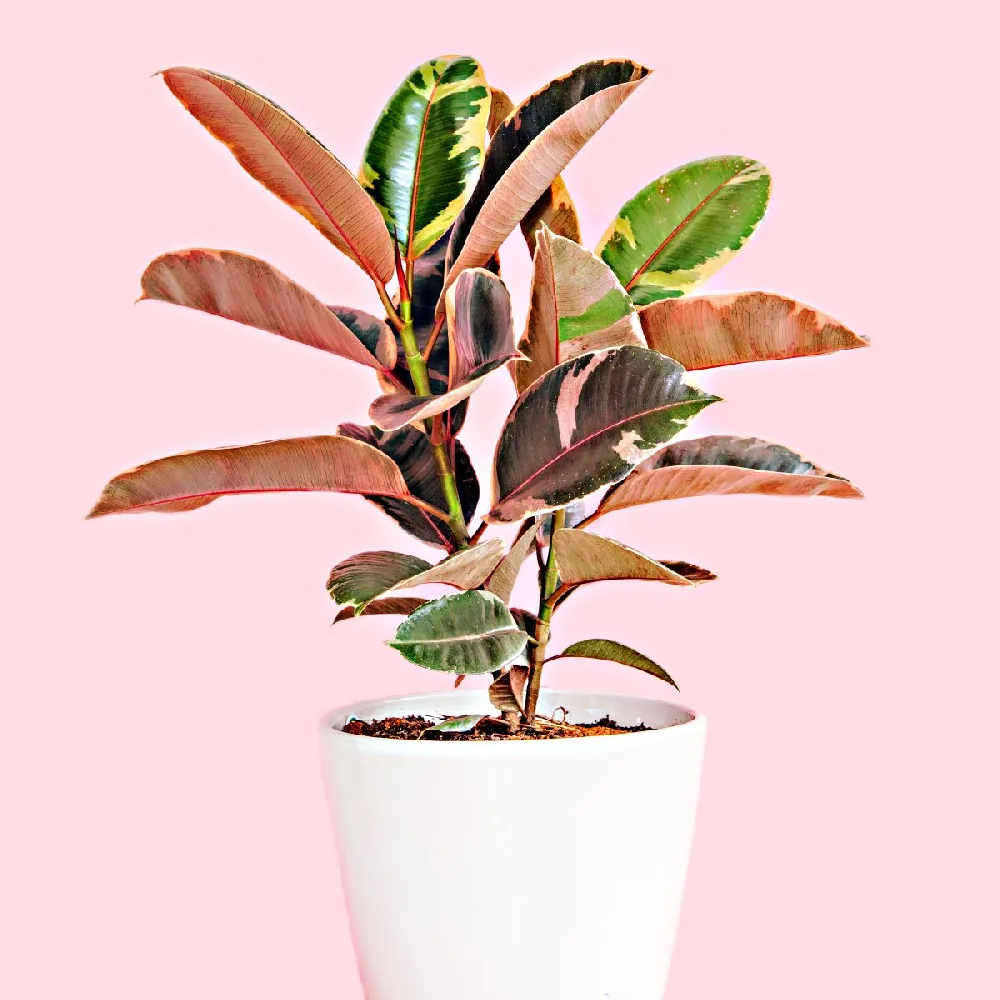 Ficus Ruby (Variegated Rubber Plant)