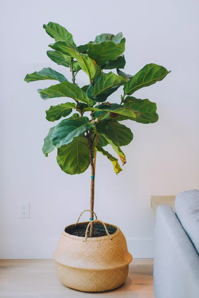 Fiddle-Leaf Fig