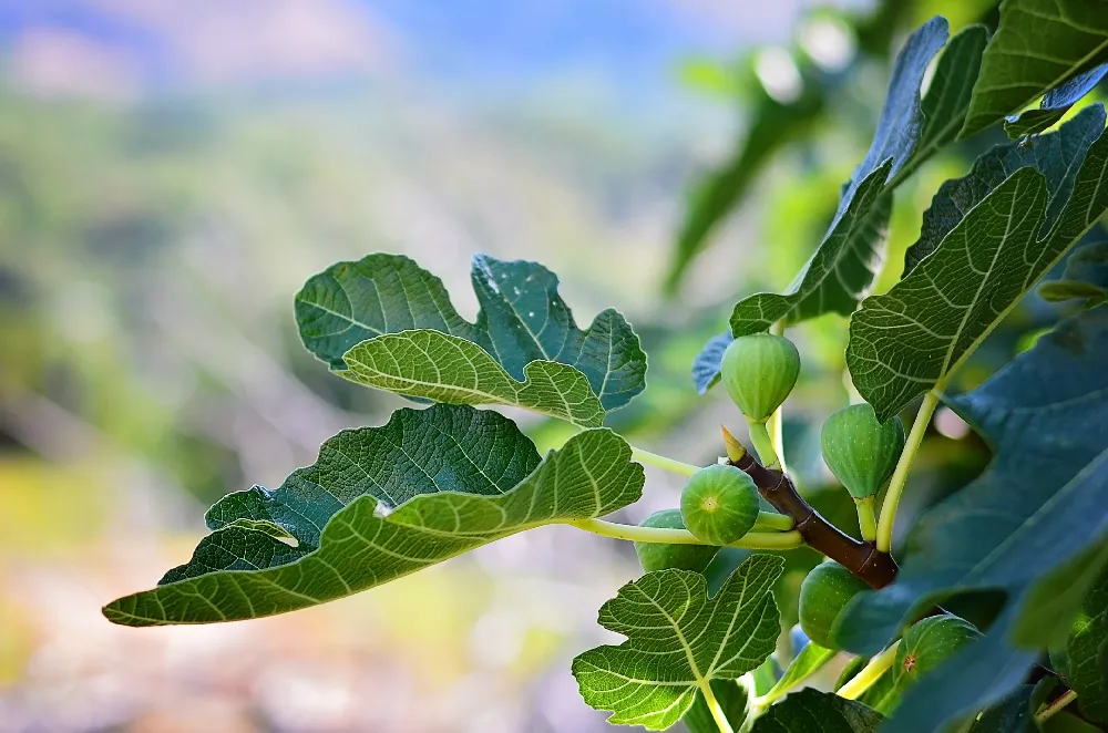 Fignomenal Fig Tree