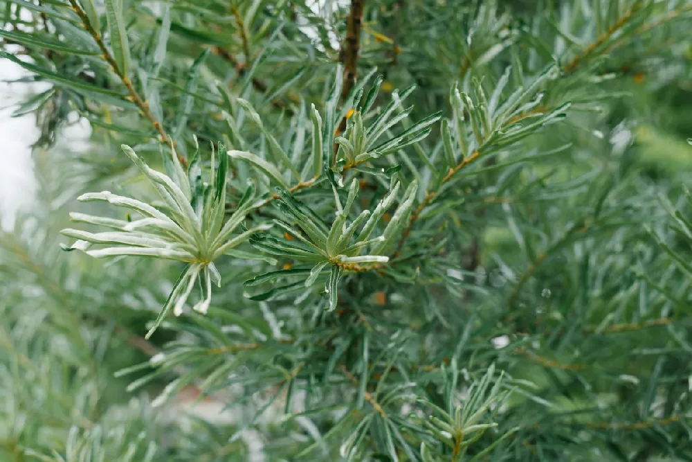 Fine Line® Buckthorn Shrub