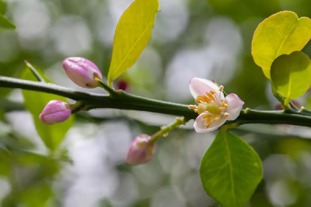 Finger Lime flower