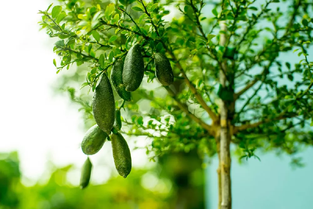 Finger Lime Tree