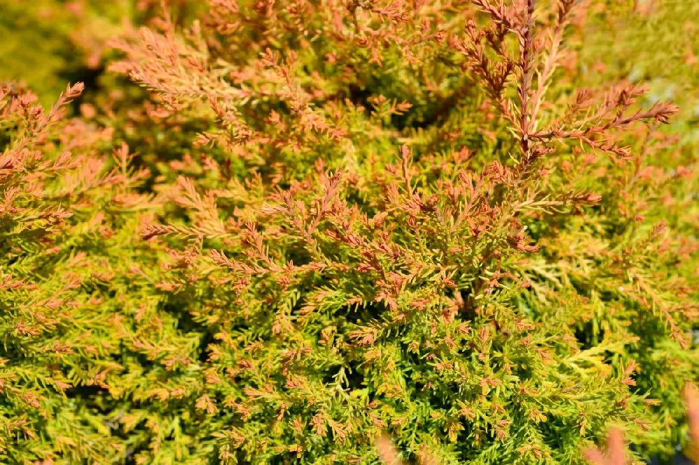 Fire Chief™ Thuja Shrub