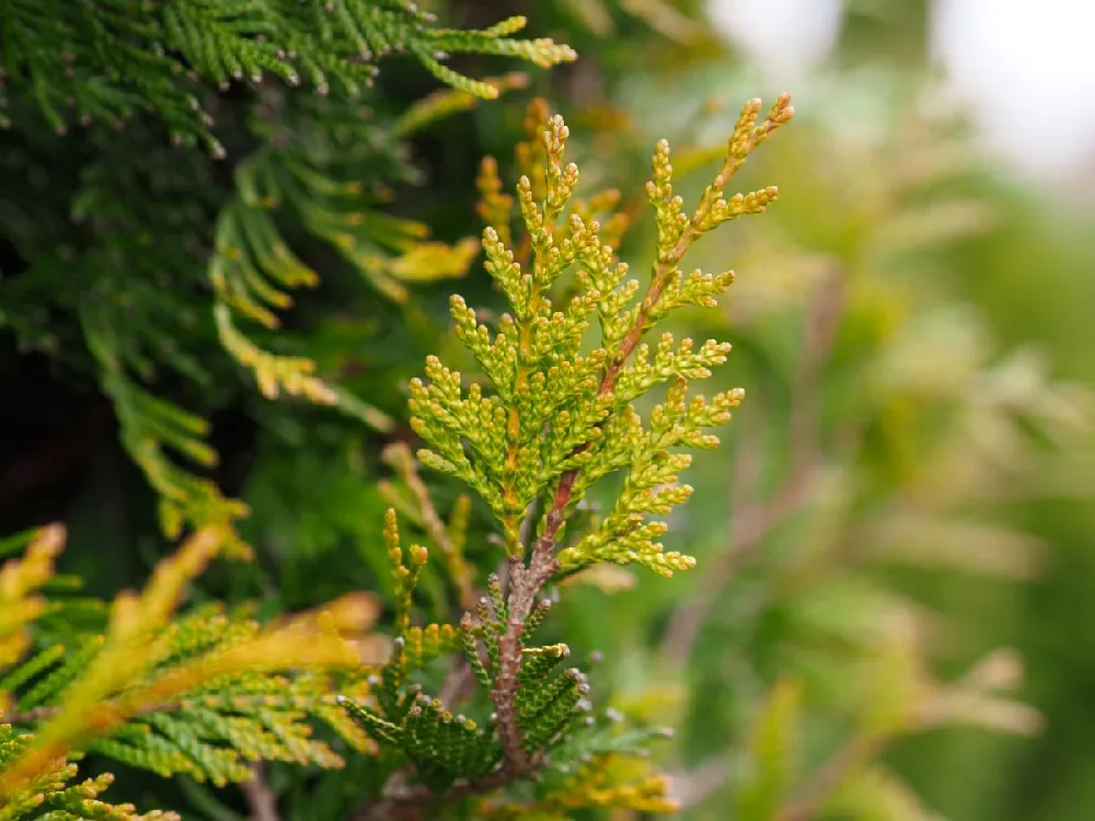 Fire Chief™ Thuja Shrub