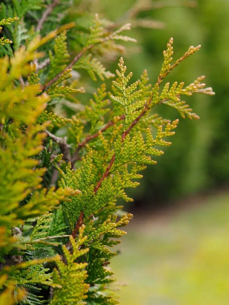 Fire Chief™ Thuja Shrub