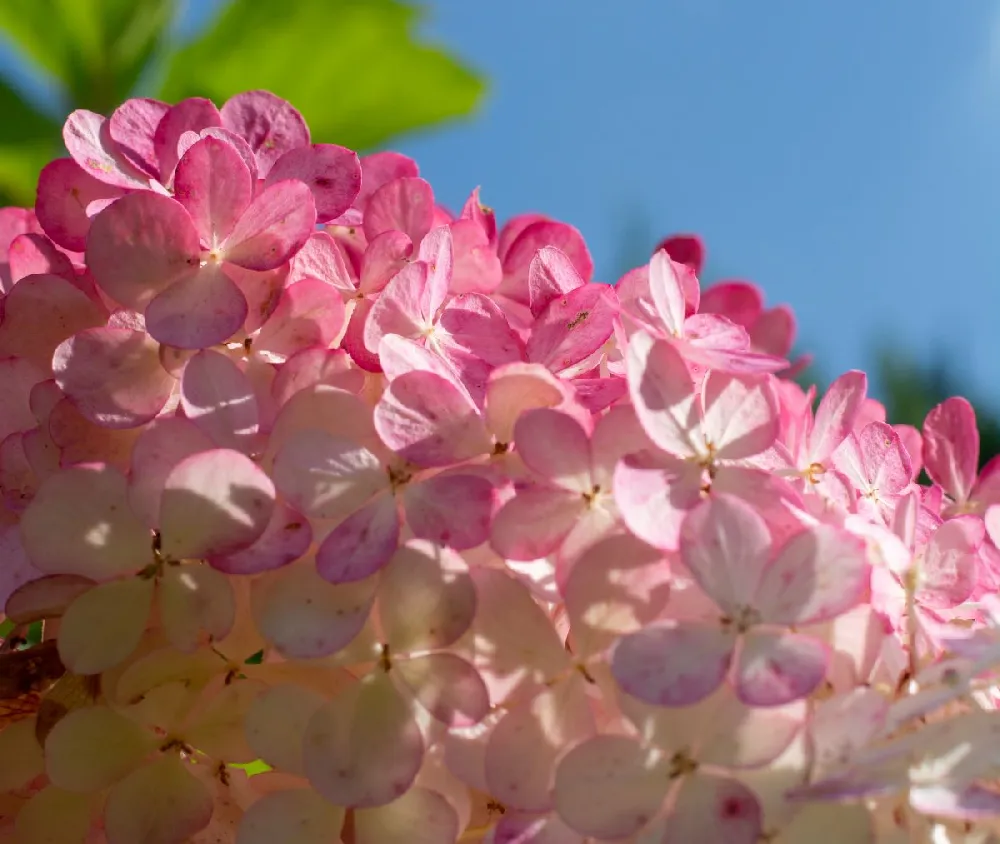 Fire Light® Hydrangea Shrub