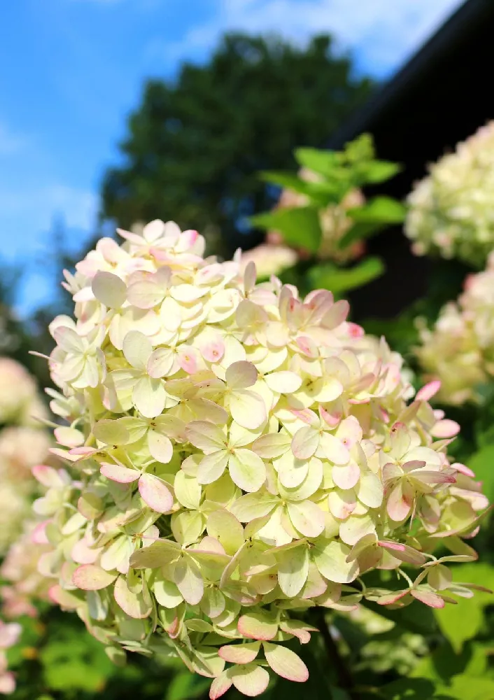 Fire Light® Hydrangea Tree 2