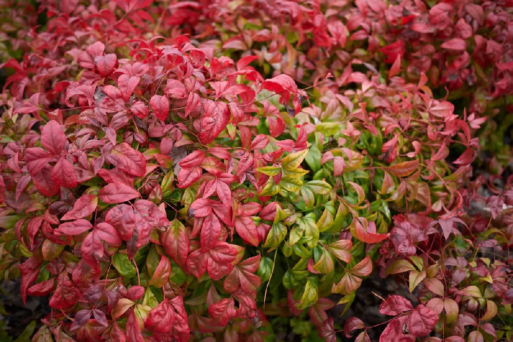 Fire Power Nandina Shrub