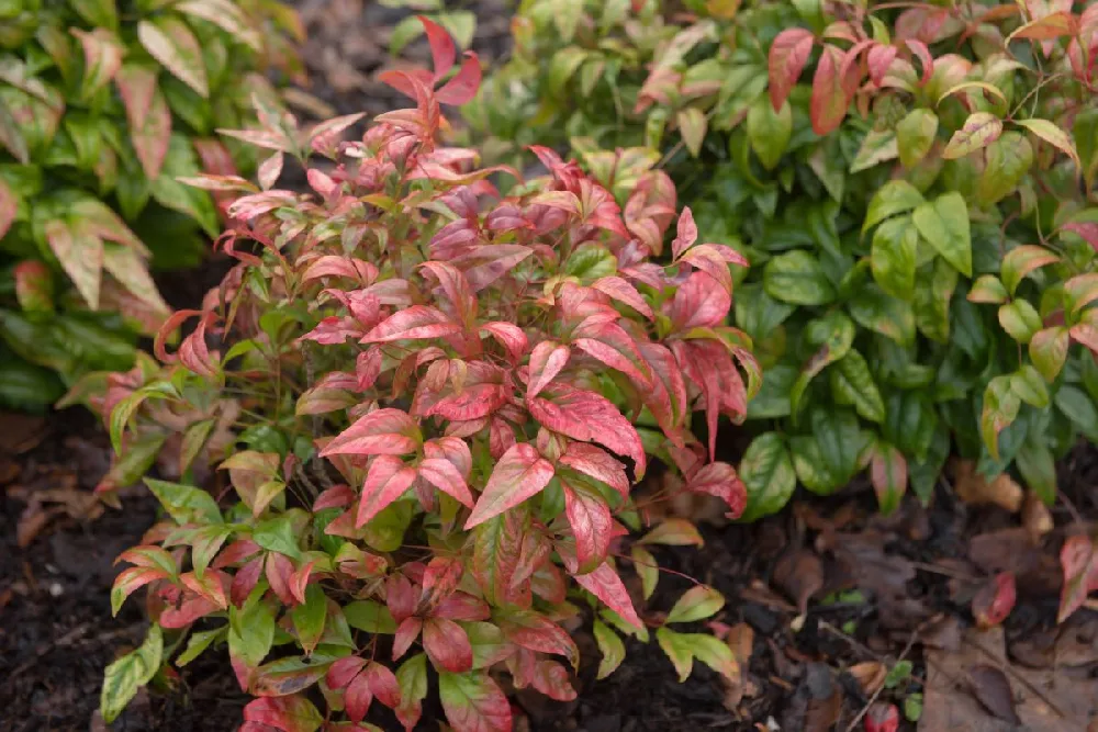 Fire Power Nandina Shrub