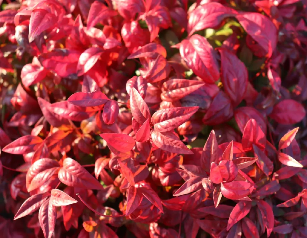 Fire Power Nandina Shrub