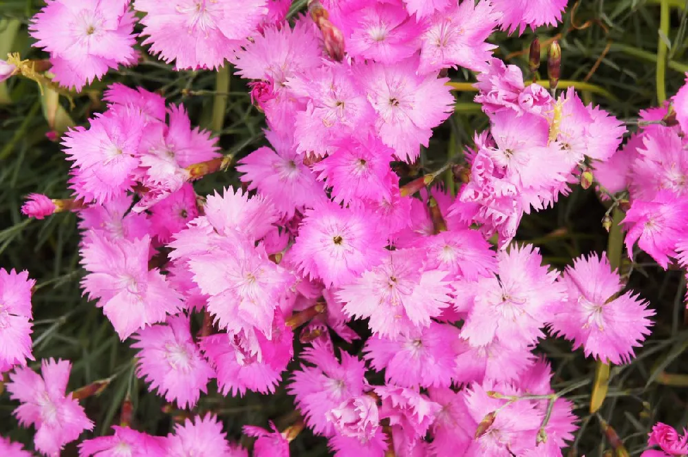 Firewitch Dianthus Plant