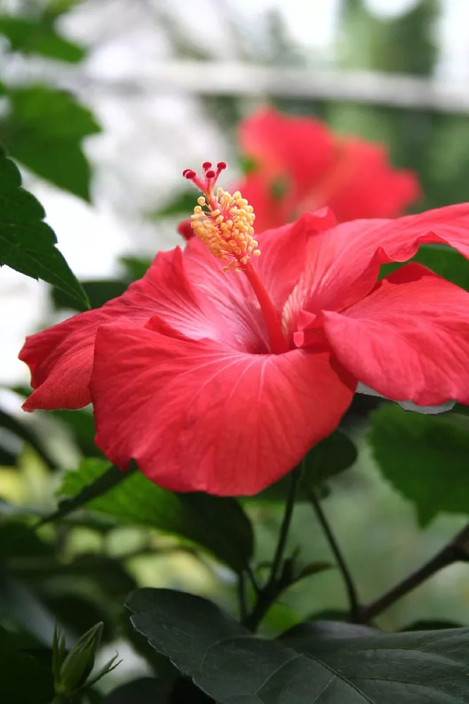 First to Arrive™ Hollywood® Hibiscus