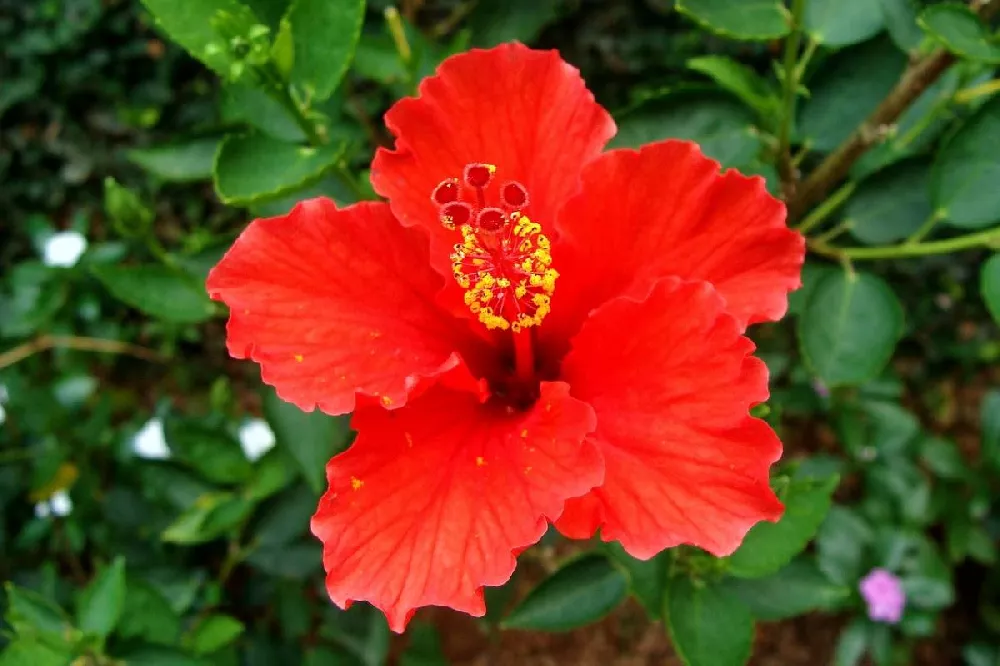 First to Arrive™ Hollywood® Hibiscus 2