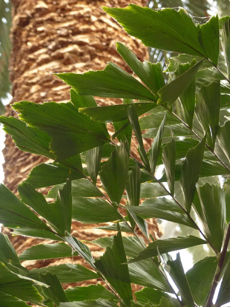 Fishtail Palm Trees