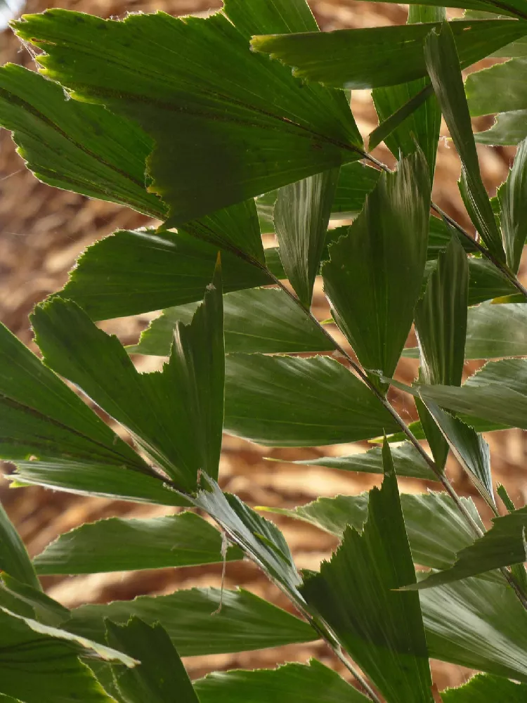 Fishtail Palm Trees