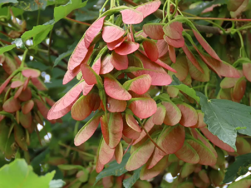 Flame Amur Maple Tree close-up