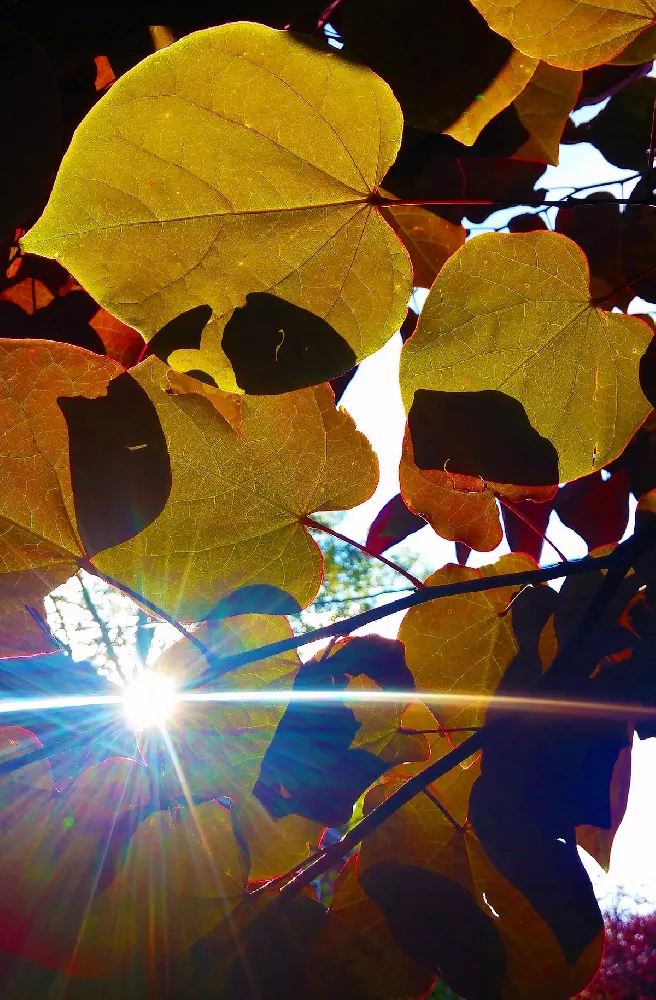 Flame Thrower Redbud Tree 2