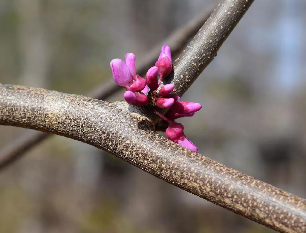 Flame Thrower Redbud Tree 3