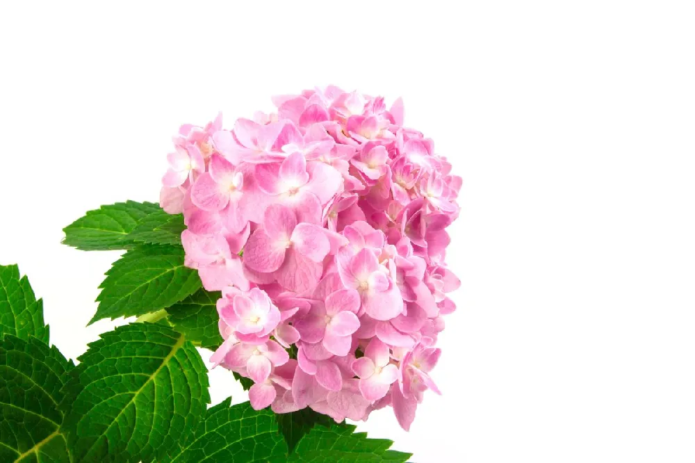 Flamingo Hydrangea