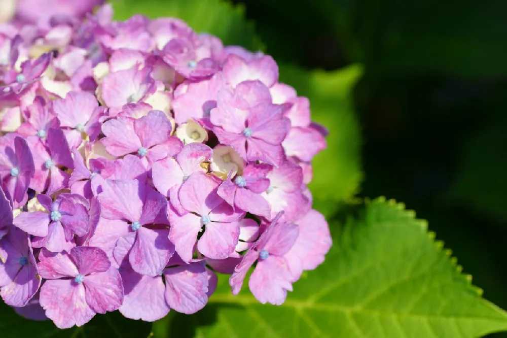 Flamingo Hydrangea