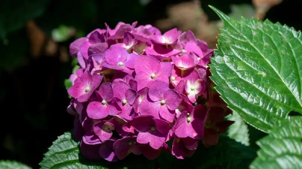 Flamingo Hydrangea