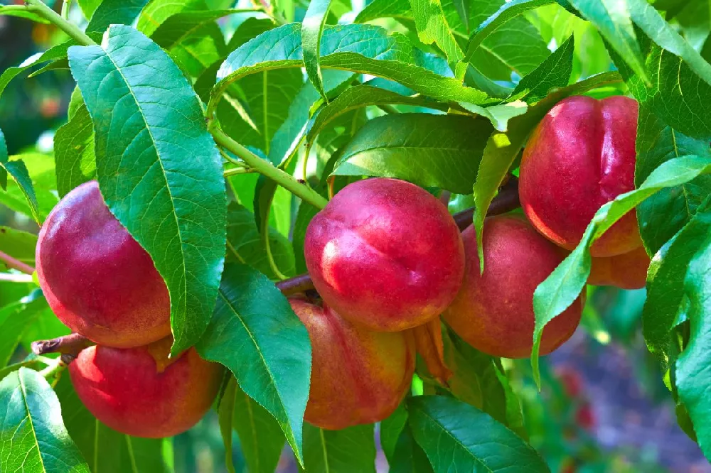 Flavortop Nectarine Tree