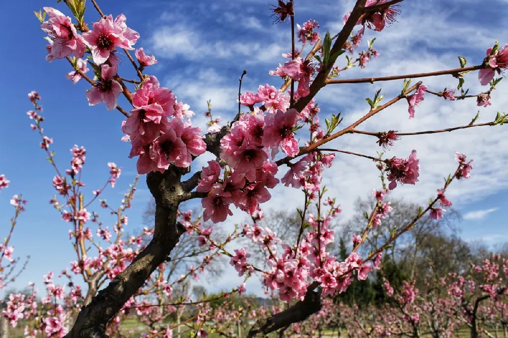 Flavortop Nectarine Tree