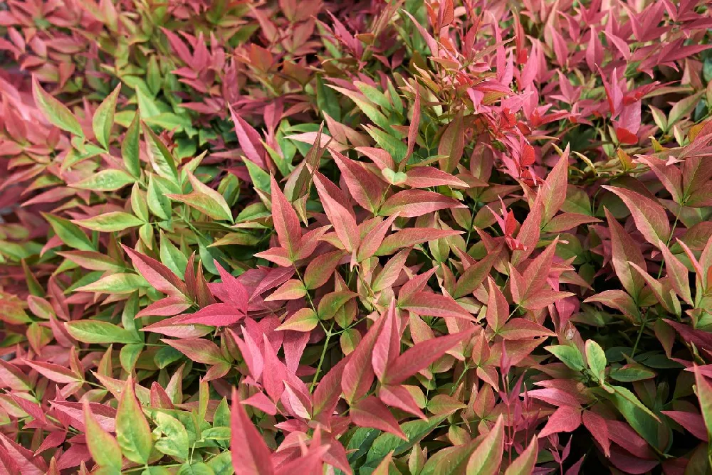 Flirt™ Nandina Shrub