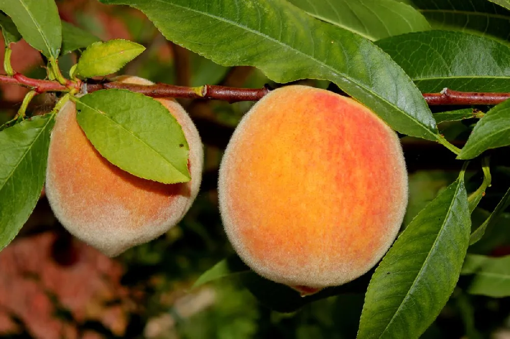 Florida King Peach Tree