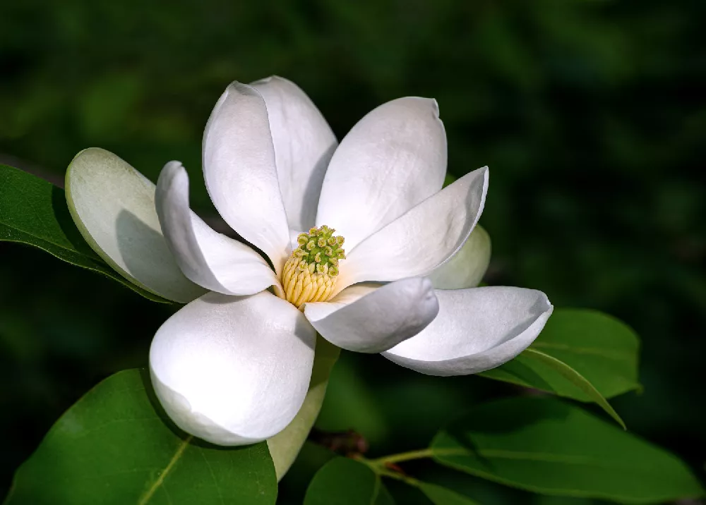 Sweetbay Magnolia flower