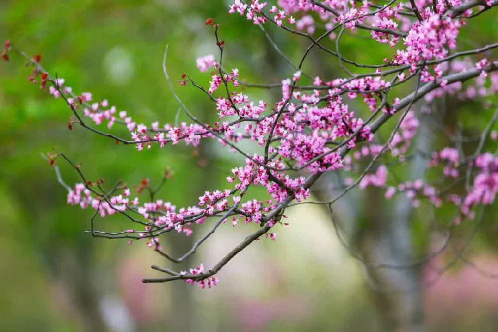 Forest-Pansy-Redbud-Photo-3
