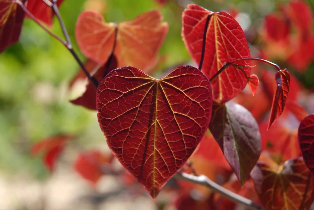 Cercis canadensis Pink Pom Pom Pink Pom Poms Eastern Redbud from Prides  Corner Farms