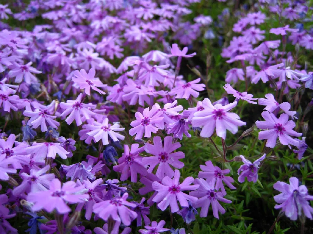 Fort Hill Creeping Phlox Plant