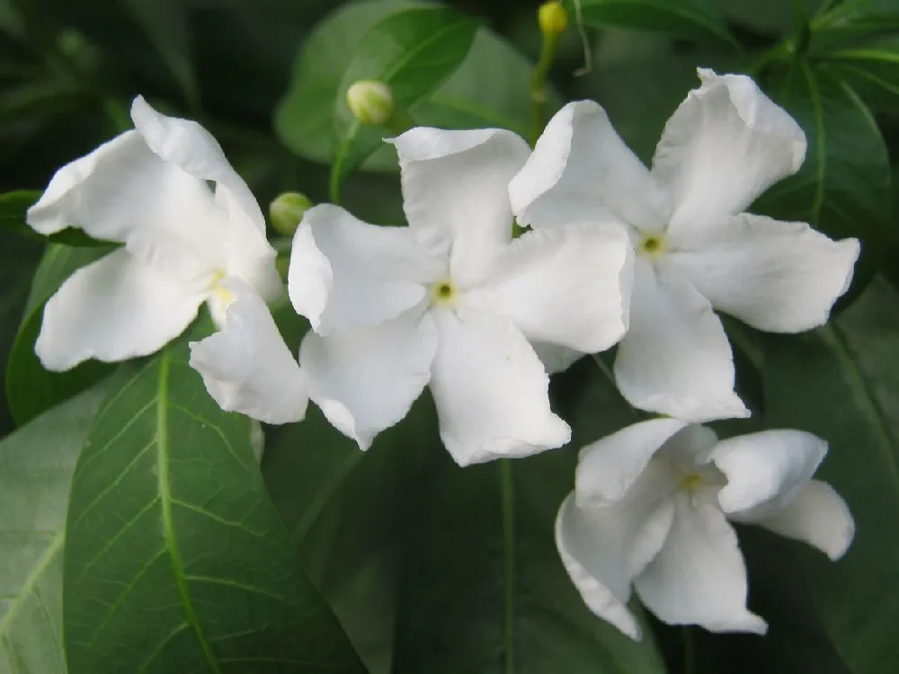 Four Seasons Gardenia Shrub