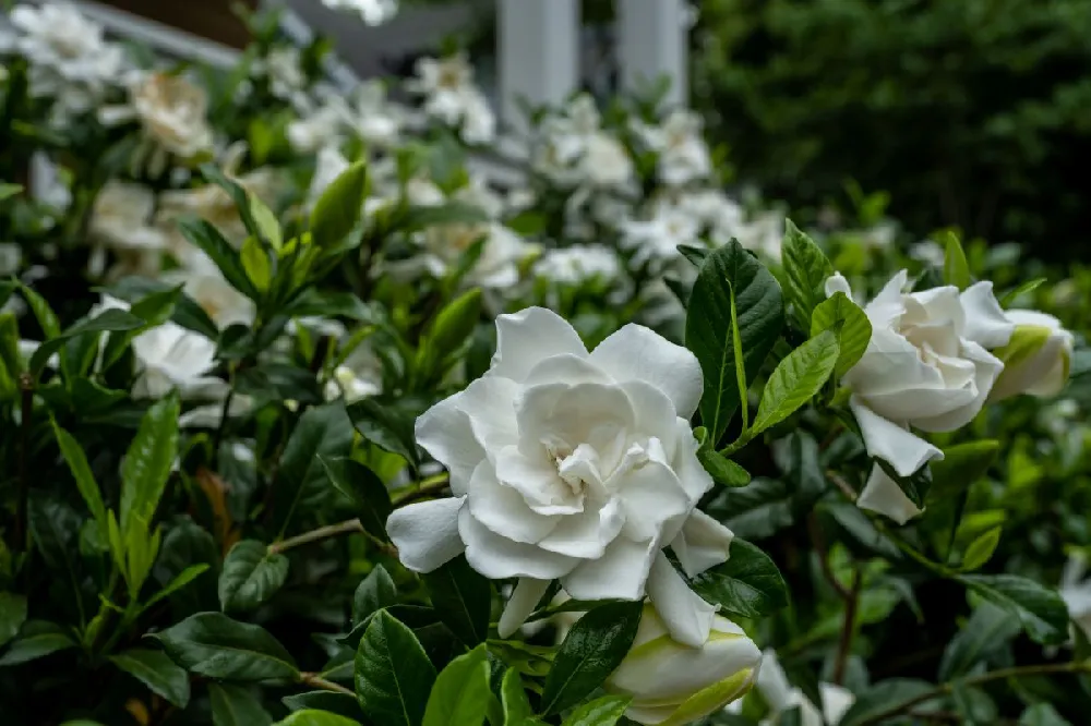 Four Seasons Gardenia Shrub