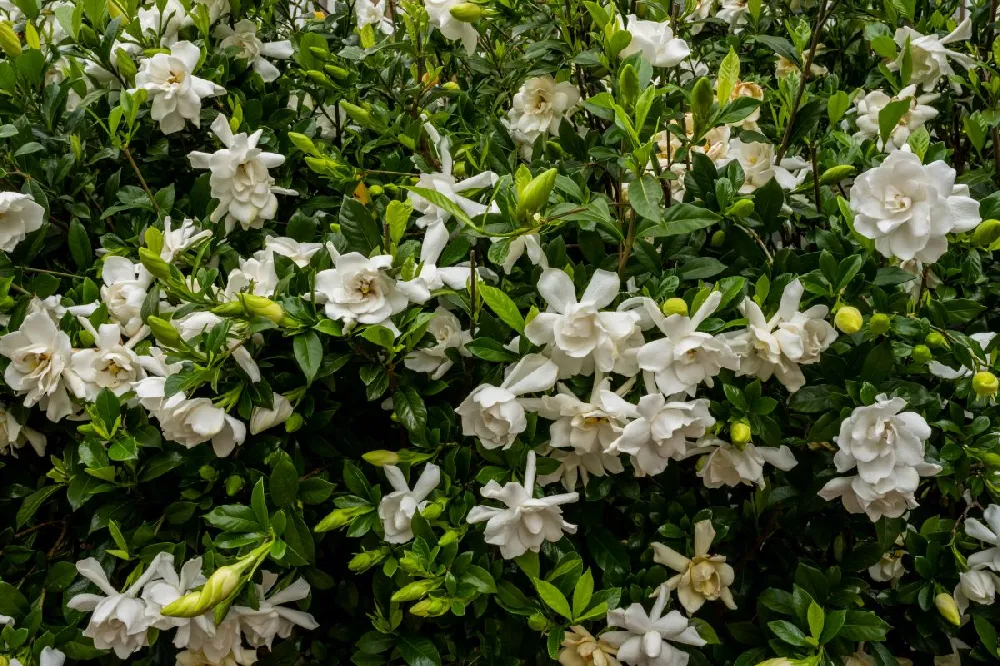 Four Seasons Gardenia Shrub