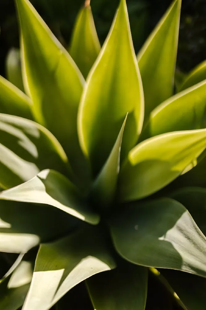 Fox Tail Agave