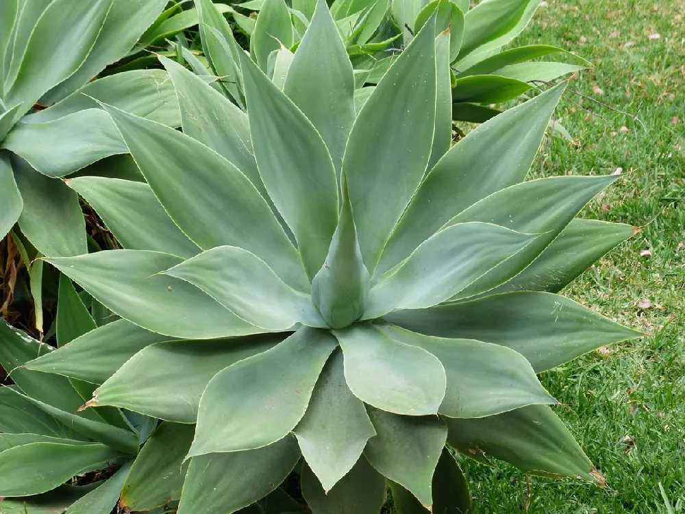 Fox Tail Agave