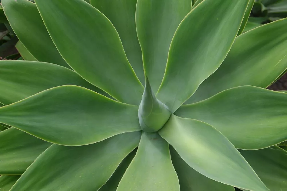 Fox Tail Agave