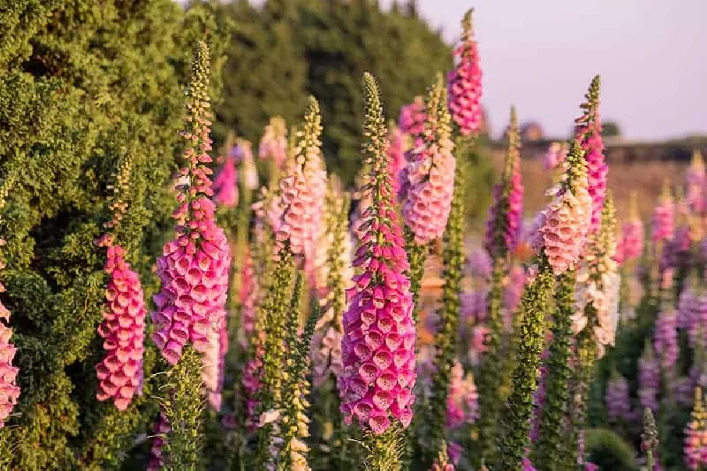 Pink Foxglove Flowers