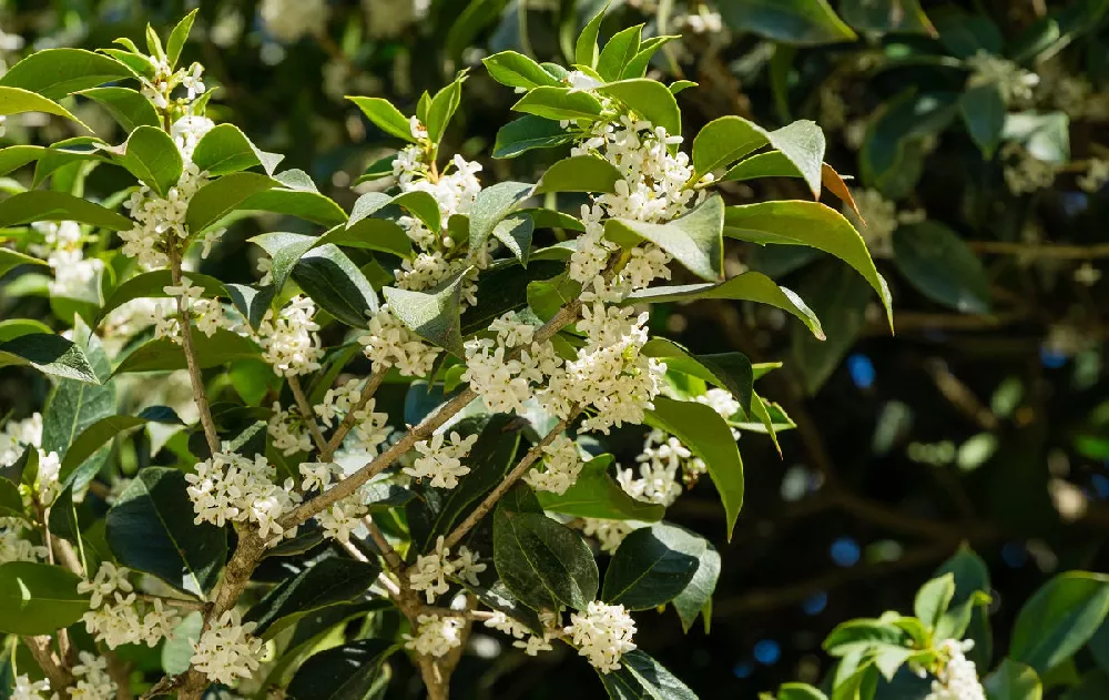 Fragrent Olive Tree Flowers