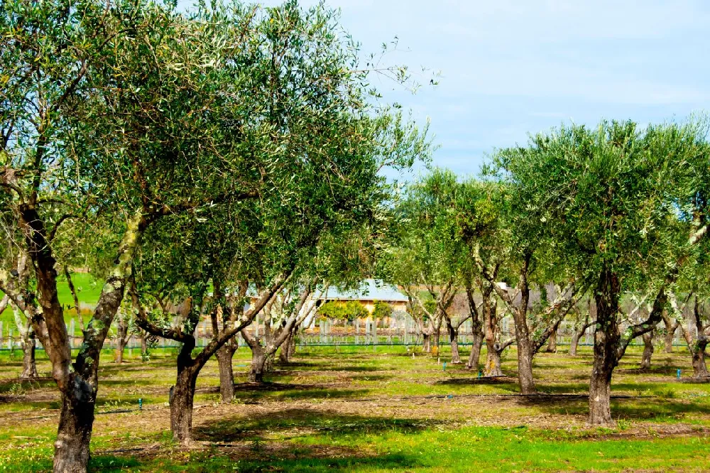 Frantoio Olive Tree