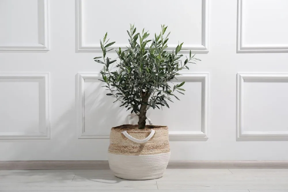 Frantoio Olive Tree